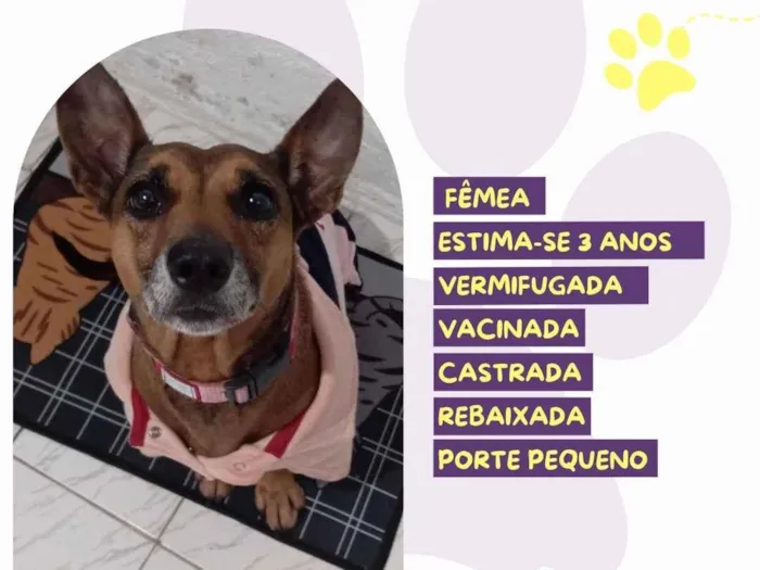 Cachorro raça SRD-ViraLata idade 3 anos nome Shakira