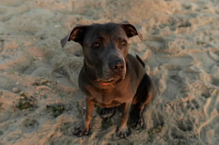 Cachorro raça Pit-Bull idade 1 ano nome Laika 