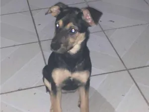 Cachorro raça SRD-ViraLata idade 2 a 6 meses nome Flora