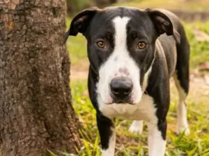 Cachorro raça Pit-Bull idade 2 a 6 meses nome Thanos