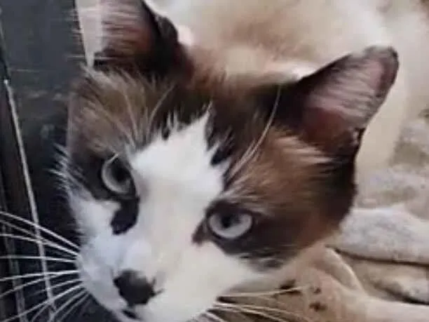 Gato raça SRD-ViraLata idade 7 a 11 meses nome Sushi 
