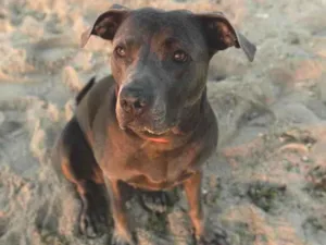 Cachorro raça Pit-Bull idade 1 ano nome Laika 