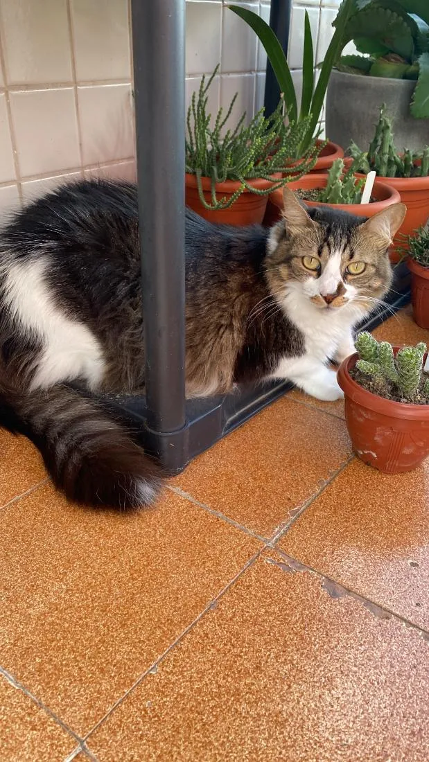 Gato raça SRD-ViraLata idade 6 ou mais anos nome Lua