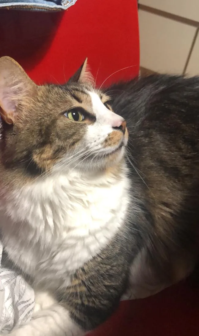 Gato raça SRD-ViraLata idade 6 ou mais anos nome Lua