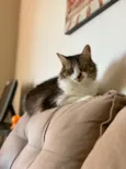 Lua