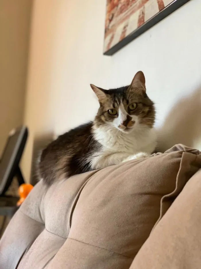 Gato raça SRD-ViraLata idade 6 ou mais anos nome Lua