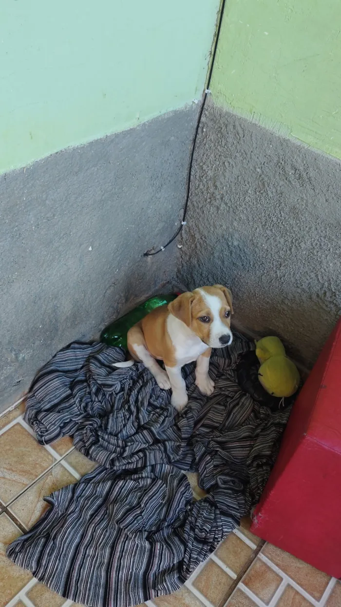 Cachorro raça Pit-Bull idade 2 a 6 meses nome MAX
