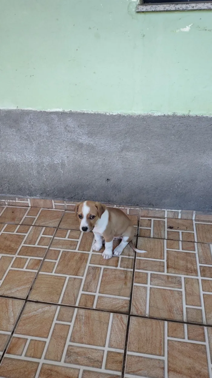 Cachorro raça Pit-Bull idade 2 a 6 meses nome MAX