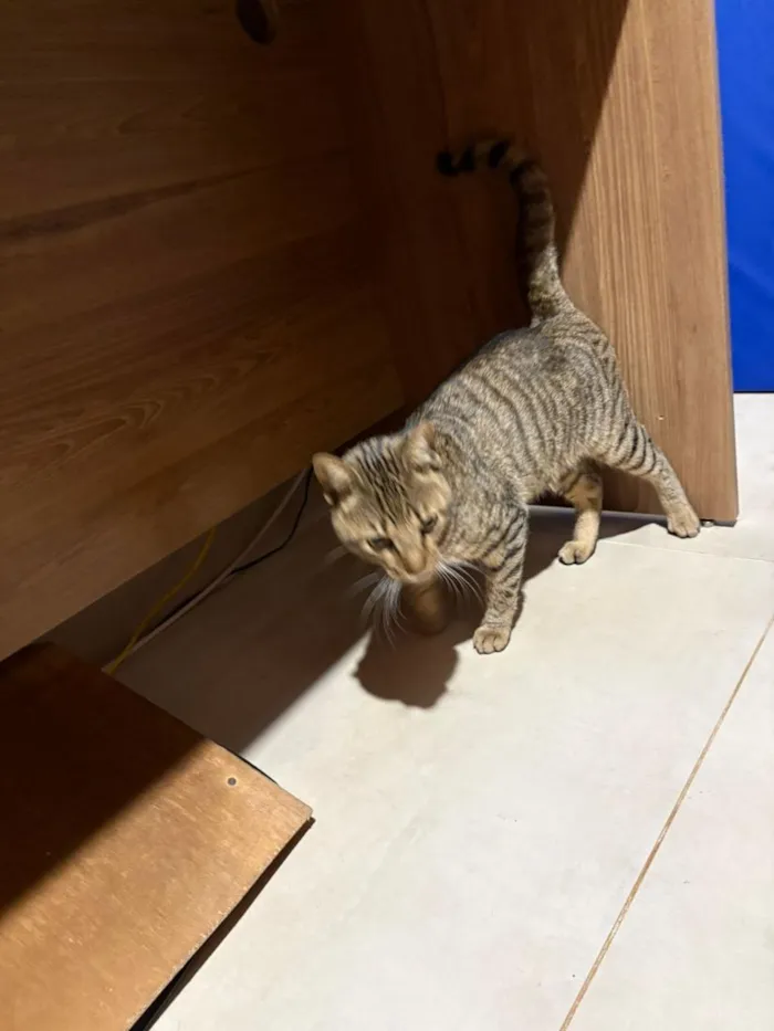 Gato raça SRD-ViraLata idade 1 ano nome Jaguá
