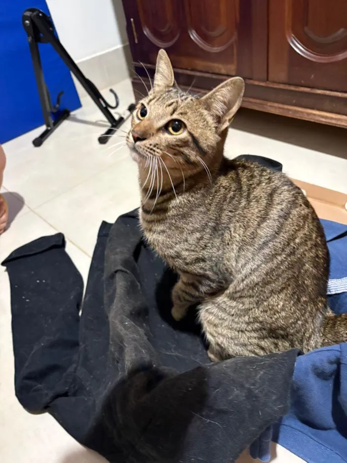 Gato raça SRD-ViraLata idade 1 ano nome Jaguá