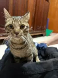 Jaguá