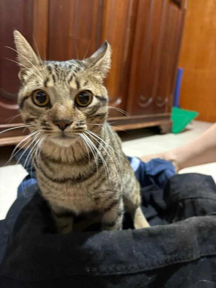 Gato raça SRD-ViraLata idade 1 ano nome Jaguá