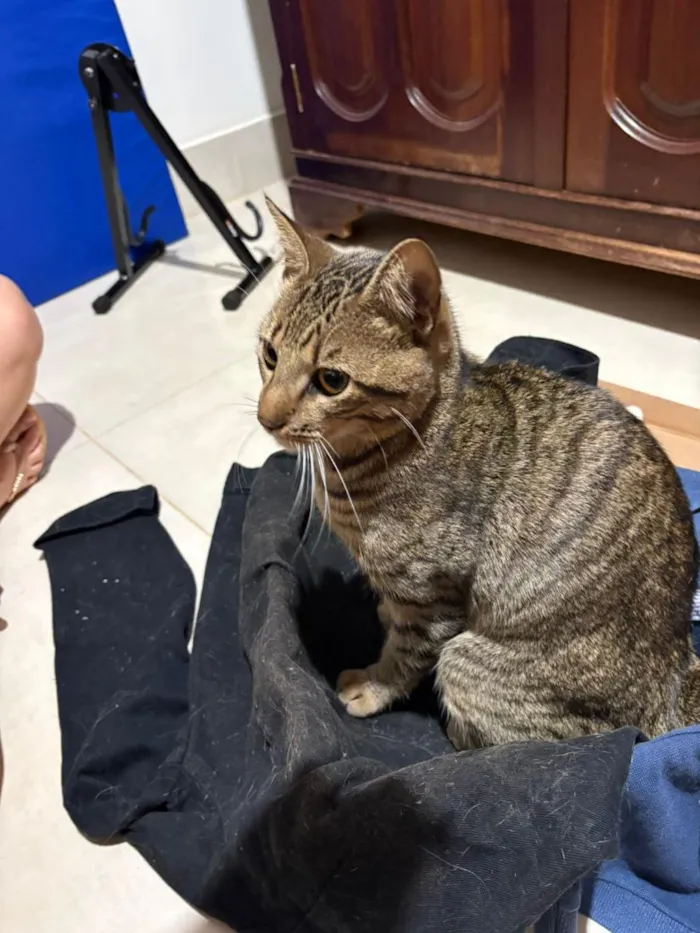 Gato raça SRD-ViraLata idade 1 ano nome Jaguá