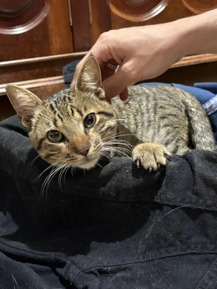 Gato raça SRD-ViraLata idade 1 ano nome Jaguá