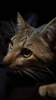 Jaguá