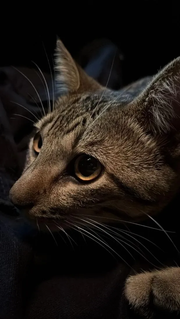 Gato raça SRD-ViraLata idade 1 ano nome Jaguá