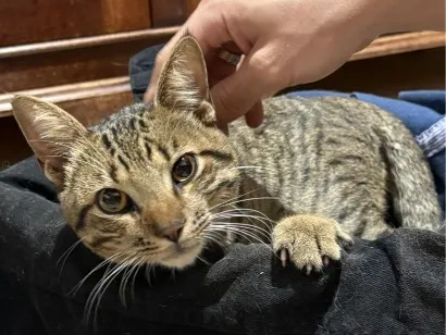 Gato raça SRD-ViraLata idade 1 ano nome Jaguá