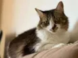 Lua