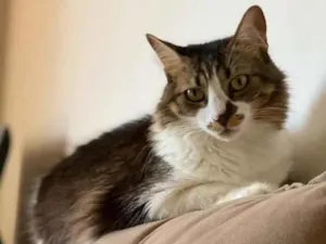 Gato raça SRD-ViraLata idade 6 ou mais anos nome Lua