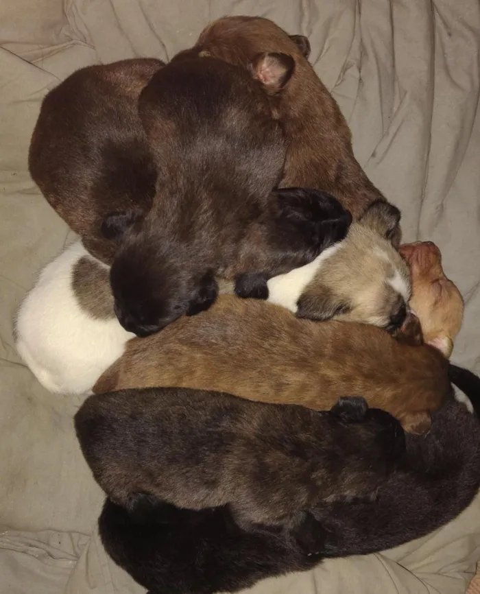 Cachorro raça SRD-ViraLata idade Abaixo de 2 meses nome sem nome 