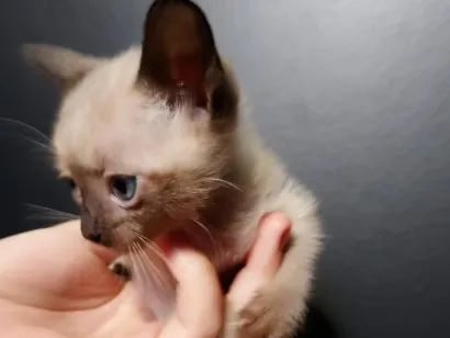Gato raça Siamês idade Abaixo de 2 meses nome Filhote sem nome
