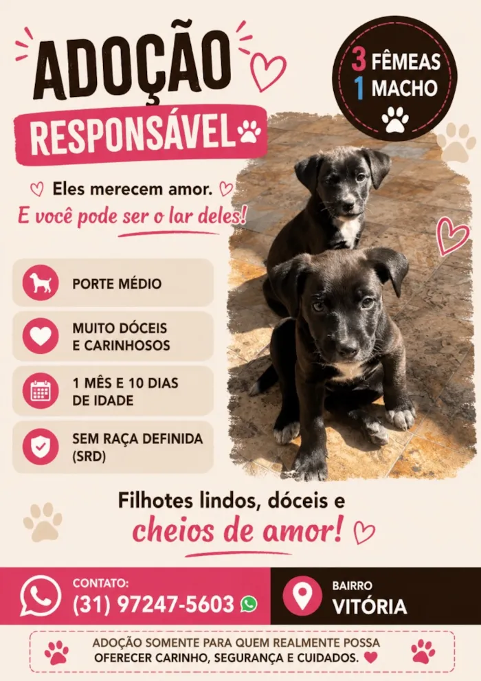 Cachorro raça SRD-ViraLata idade Abaixo de 2 meses nome Filhotes 