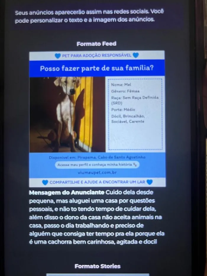 Cachorro raça SRD-ViraLata idade 1 ano nome Mel