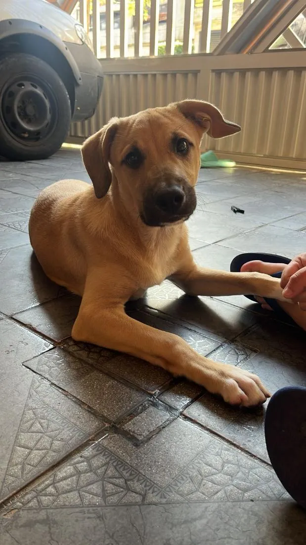 Cachorro raça SRD-ViraLata idade 2 a 6 meses nome THOR