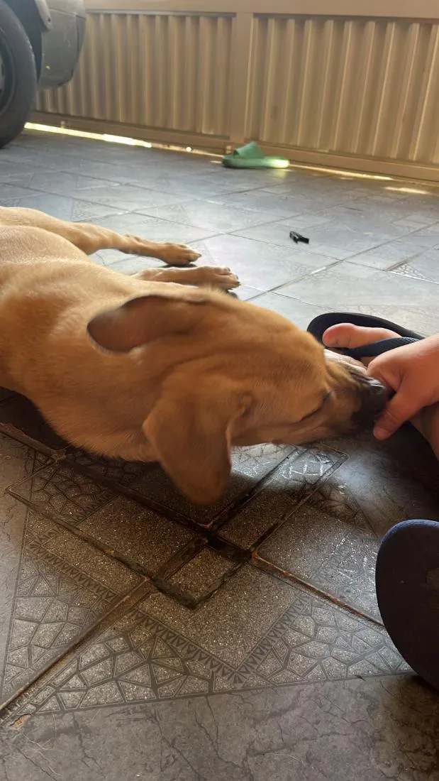 Cachorro raça SRD-ViraLata idade 2 a 6 meses nome THOR