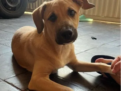 Cachorro raça SRD-ViraLata idade 2 a 6 meses nome THOR