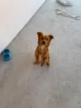 Léo 