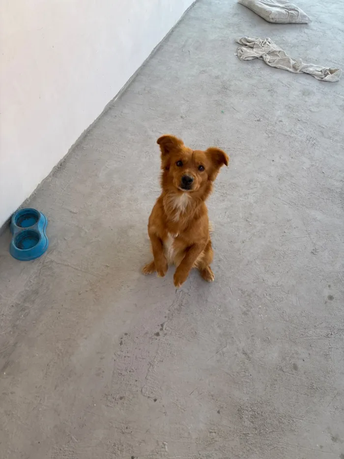 Cachorro raça SRD-ViraLata idade 3 anos nome Léo 