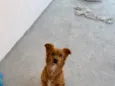 Léo 