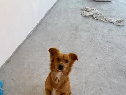 Cachorro raça SRD-ViraLata idade 3 anos nome Léo 