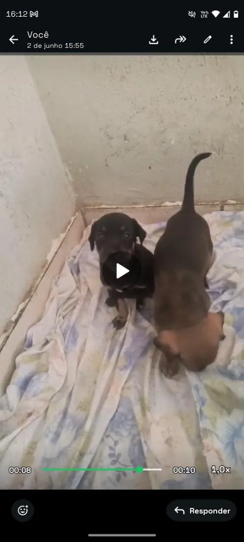 Cachorro raça SRD-ViraLata idade 2 a 6 meses nome eles não tem nomes 