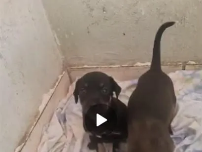Cachorro raça SRD-ViraLata idade 2 a 6 meses nome eles não tem nomes 