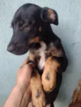 Huck
