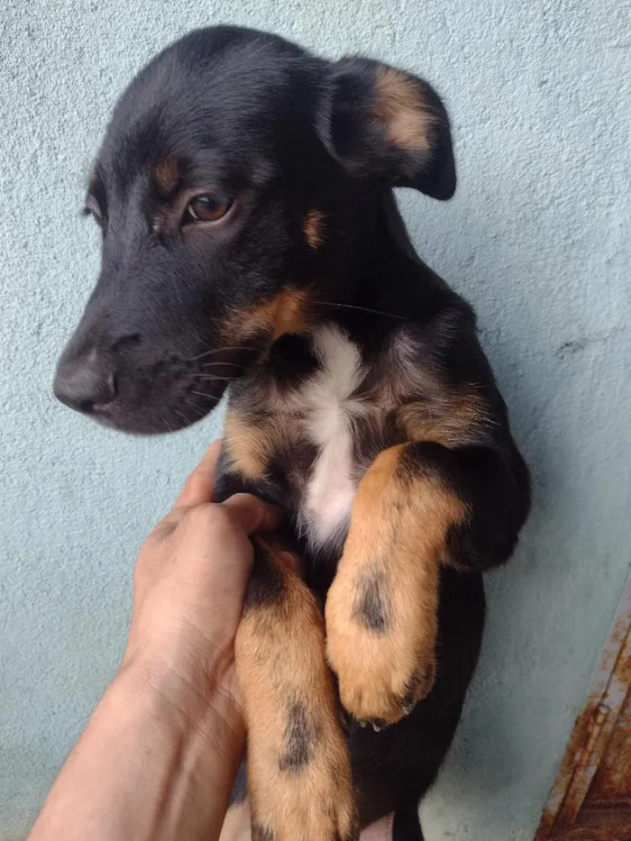 Cachorro raça SRD-ViraLata idade 2 a 6 meses nome Huck