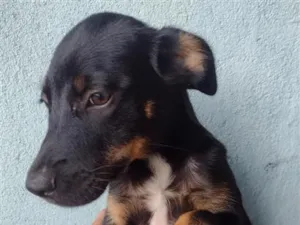 Cachorro raça SRD-ViraLata idade 2 a 6 meses nome Huck