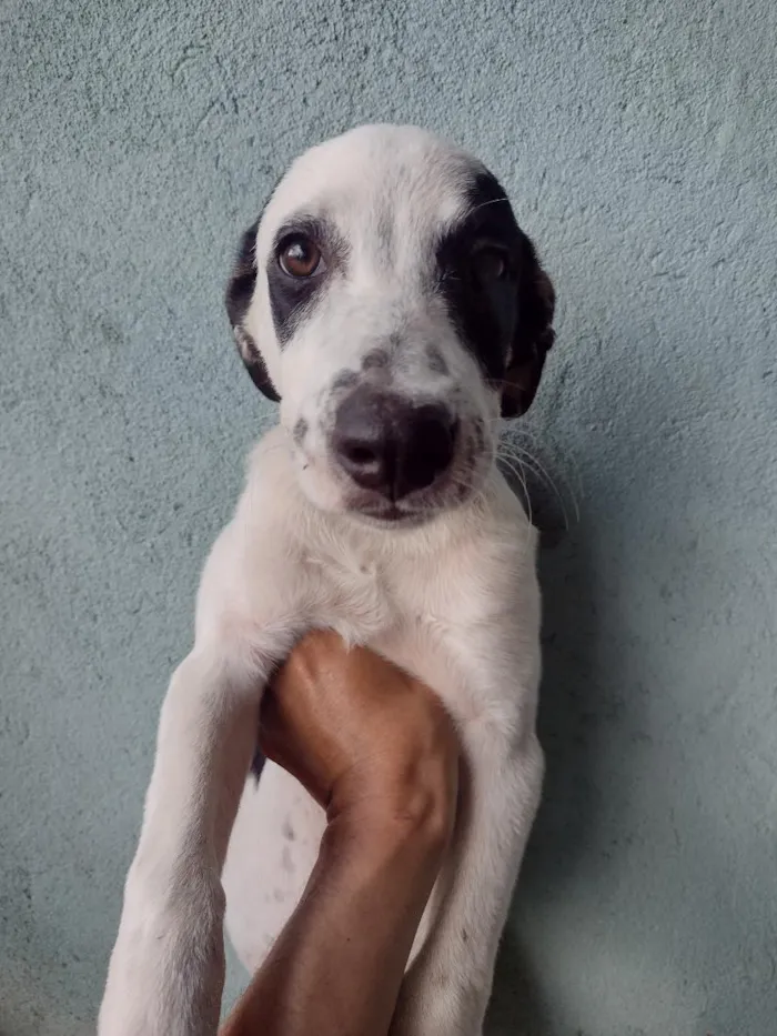 Cachorro raça SRD-ViraLata idade 2 a 6 meses nome Lola