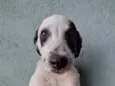 Lola