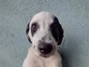 Cachorro raça SRD-ViraLata idade 2 a 6 meses nome Lola
