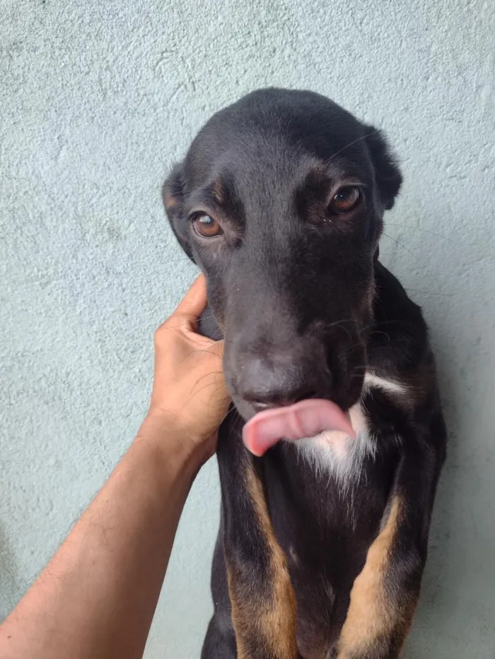 Cachorro raça SRD-ViraLata idade 2 a 6 meses nome Billy