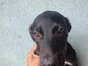 Cachorro raça SRD-ViraLata idade 2 a 6 meses nome Billy