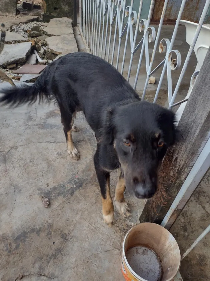 Cachorro raça SRD-ViraLata idade 2 anos nome Shelby 
