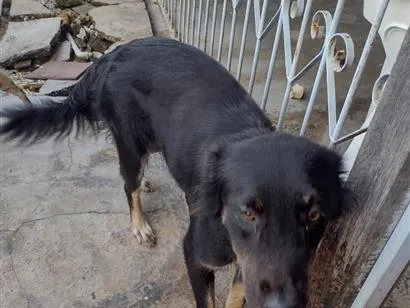 Cachorro raça SRD-ViraLata idade 2 anos nome Shelby 