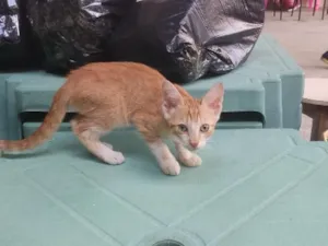 Gato raça SRD-ViraLata idade Abaixo de 2 meses nome Não possui nome 