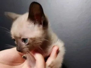 Gato raça Siamês idade Abaixo de 2 meses nome Filhote sem nome