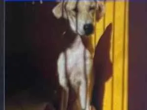 Cachorro raça SRD-ViraLata idade 1 ano nome Mel
