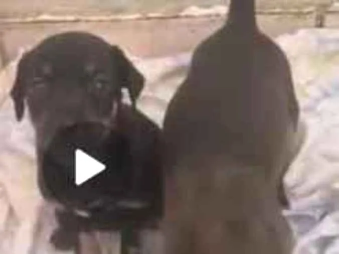 Cachorro raça SRD-ViraLata idade 2 a 6 meses nome eles não tem nomes 